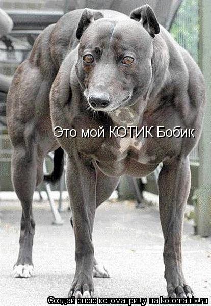 Котоматрица: Это мой КОТИК Бобик