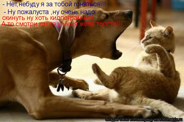 Котоматрица: - Нет,небуду я за тобой гоняться!!!  - Ну пожалуста ,ну очень надо скинуть ну хоть киллограмчик! А то смотри какая у меня жёпа толста!!!
