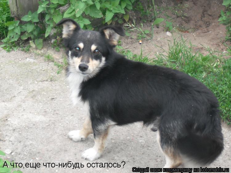 Котоматрица: А что,еще что-нибудь осталось?