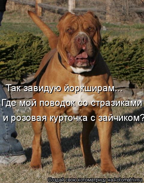Котоматрица: Так завидую йоркширам... Где мой поводок со стразиками  и розовая курточка с зайчиком?