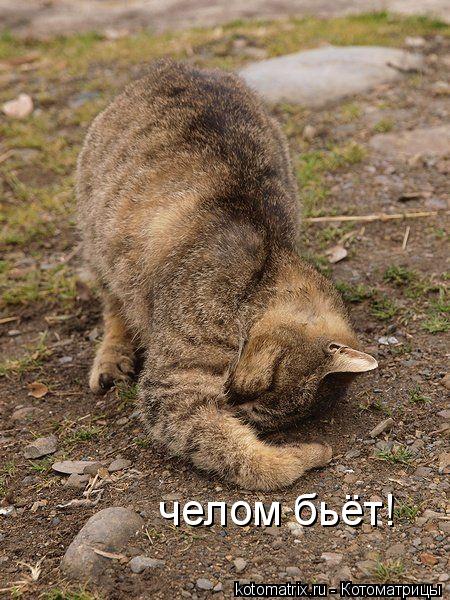 Котоматрица: челом бьёт!