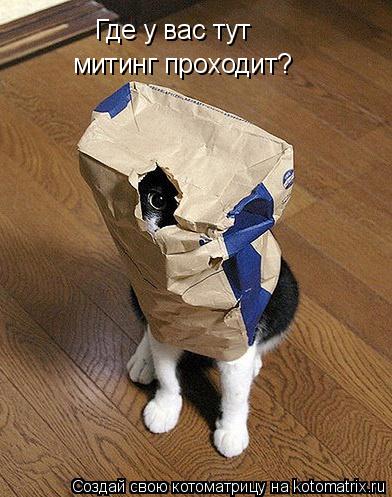 Котоматрица: Где у вас тут  митинг проходит?