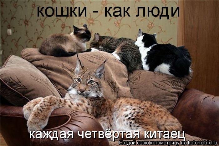Котоматрица: кошки - как люди каждая четвёртая китаец