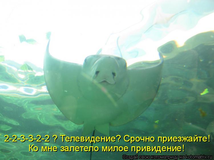 Котоматрица: Ко мне залетело милое привидение! 2-2-3-3-2-2 ? Телевидение? Срочно приезжайте!