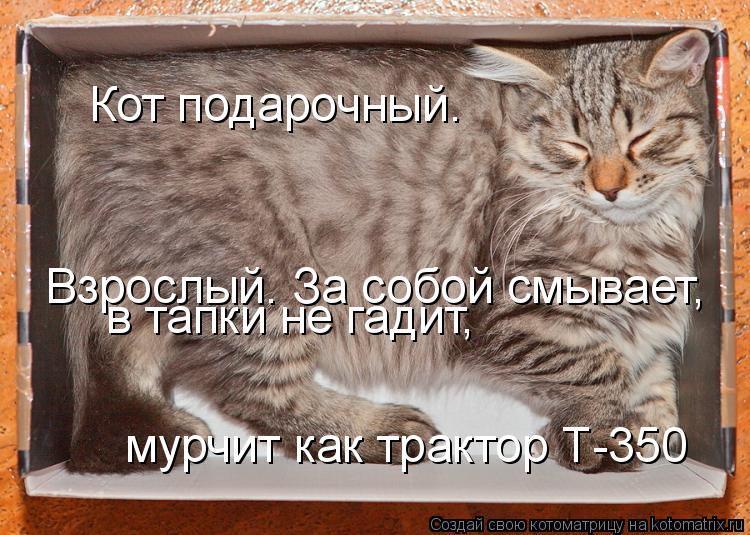 Котоматрица: Кот подарочный. Взрослый. За собой смывает, в тапки не гадит, мурчит как трактор Т-350