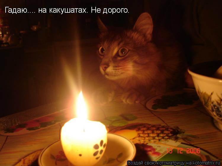 Котоматрица: Гадаю.... на какушатах. Не дорого.