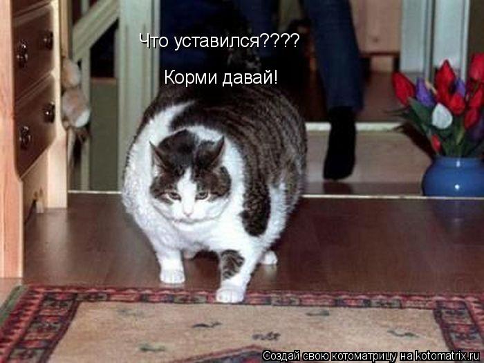 Котоматрица: Что уставился???? Корми давай!