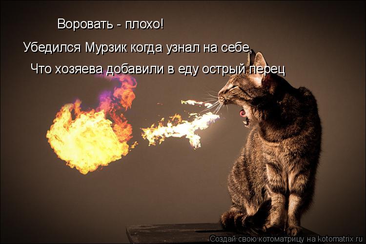 Котоматрица: Воровать - плохо! Убедился Мурзик когда узнал на себе, Что хозяева добавили в еду острый перец