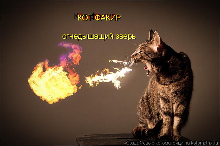 Котоматрица: Кот факир Кот факир КОТ ФАКИР огнедышащий зверь