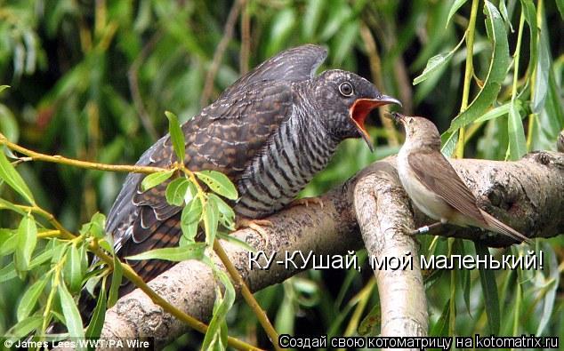 Котоматрица: КУ-КУшай, мой маленький!