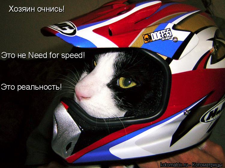 Котоматрица: Хозяин очнись! Это не Need for speed! Это реальность!