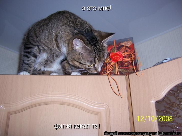 Котоматрица: о это мне! фигня какая та!