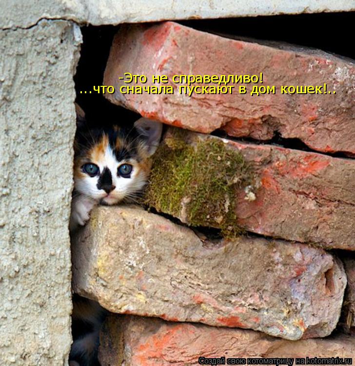 Котоматрица: -Это не справедливо! ...что сначала пускают в дом кошек!..