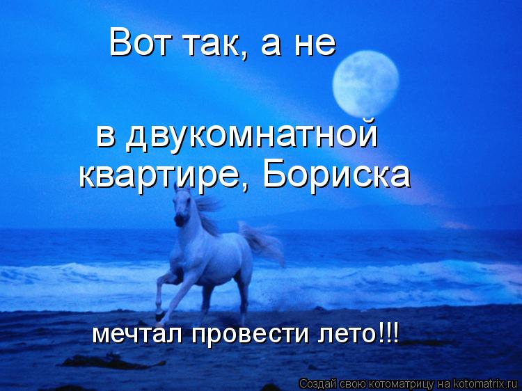 Котоматрица: Вот так, а не в двукомнатной  квартире, Бориска мечтал провести лето!!!