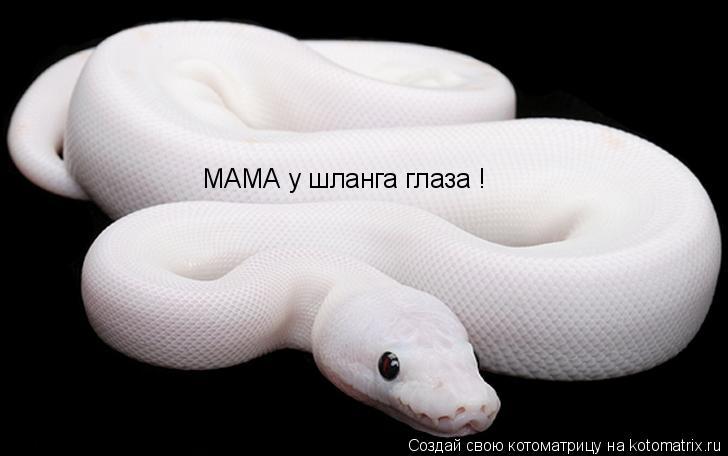 Котоматрица: МАМА у шланга глаза !