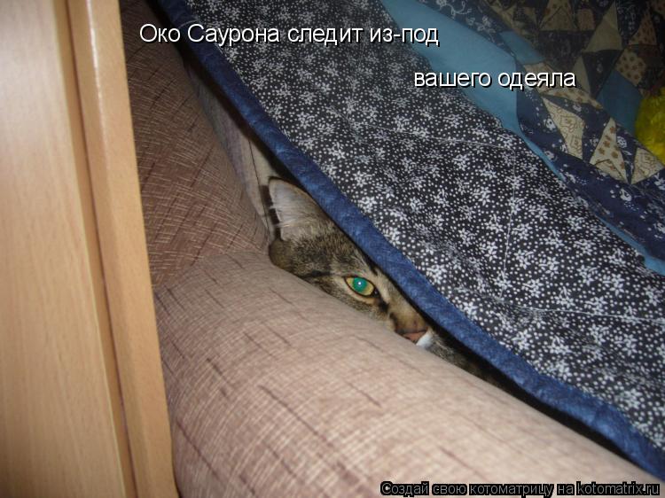 Котоматрица: Око Саурона следит из-под вашего одеяла