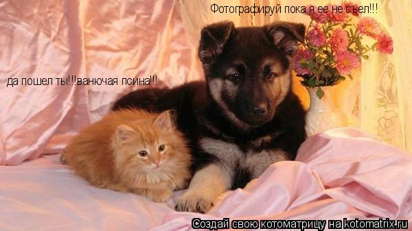 Фотографируй пока я ее не съел!!! да пошел ты!!!ванючая псина!!!... Котоматрица: Фотографируй пока я ее не съел!!! да пошел ты!!!ванючая псина!!!
