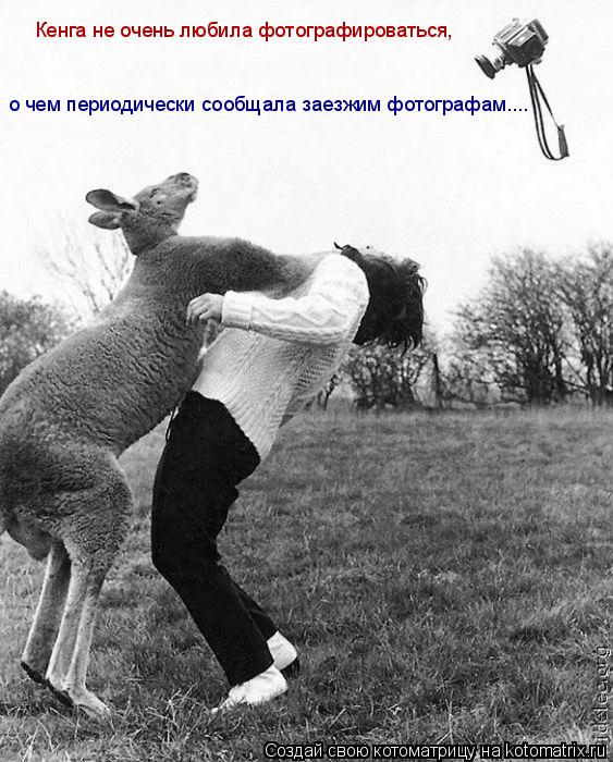 Котоматрица: Кенга не очень любила фотографироваться, о чем периодически сообщала заезжим фотографам....