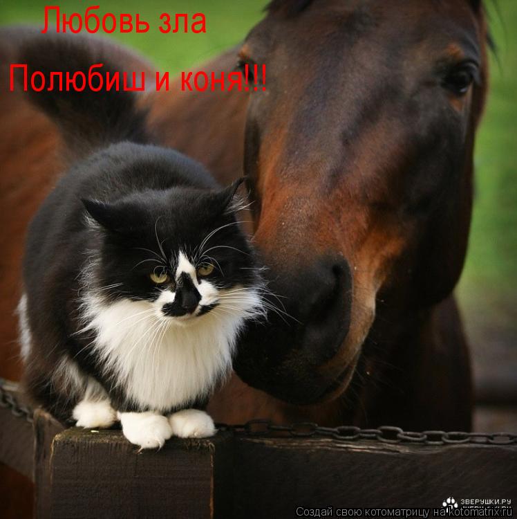 Котоматрица: Полюбиш и коня!!! Любовь зла