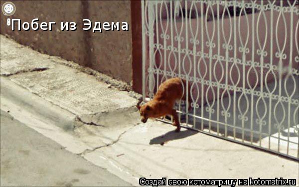 Побег из Эдема... Котоматрица: Побег из Эдема