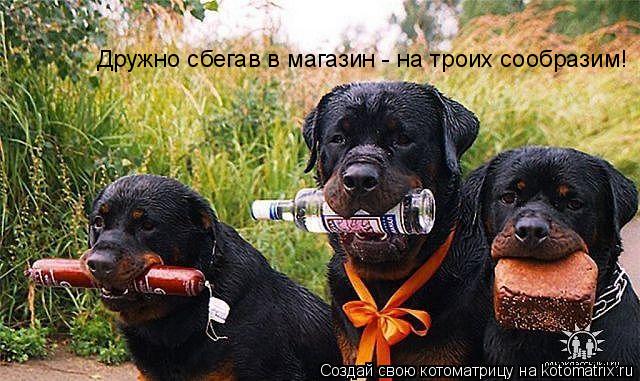 Котоматрица: Дружно сбегав в магазин - на троих сообразим!