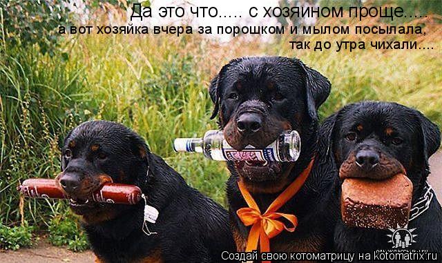 Котоматрица: Да это что..... с хозяином проще..... а вот хозяйка вчера за порошком и мылом посылала,  так до утра чихали....
