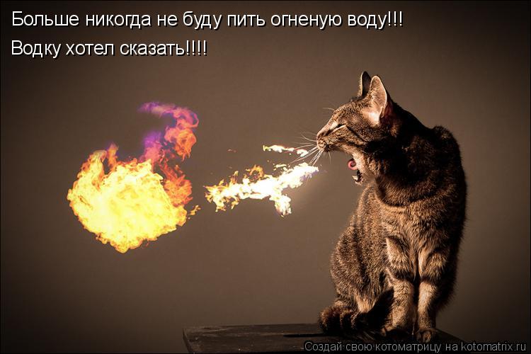 Котоматрица: Больше никогда не буду пить огненую воду!!!  Водку хотел сказать!!!!