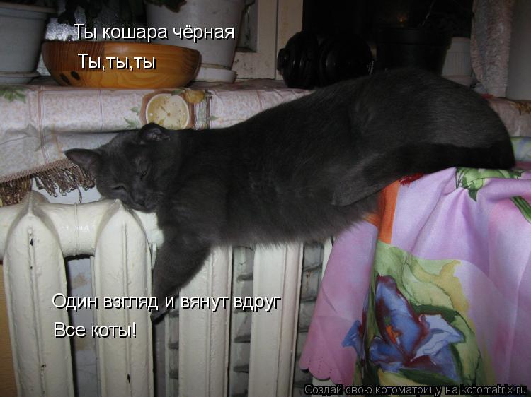 Котоматрица: Ты кошара чёрная Ты,ты,ты Один взгляд и вянут вдруг Все коты!