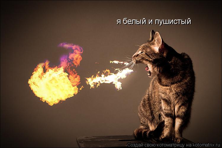 Котоматрица: я белый и пушистый