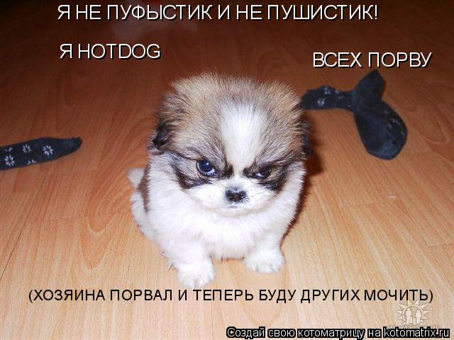 Котоматрица: Я НЕ ПУФЫСТИК И НЕ ПУШИСТИК! Я HOTDOG ВСЕХ ПОРВУ (ХОЗЯИНА ПОРВАЛ И ТЕПЕРЬ БУДУ ДРУГИХ МОЧИТЬ)