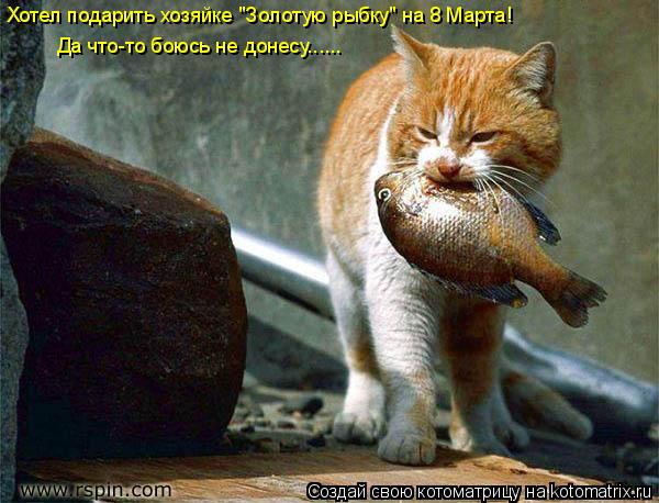 Котоматрица: Да что-то боюсь не донесу...... Хотел подарить хозяйке "Золотую рыбку" на 8 Марта!
