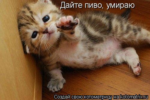Котоматрица: Дайте пиво, умираю