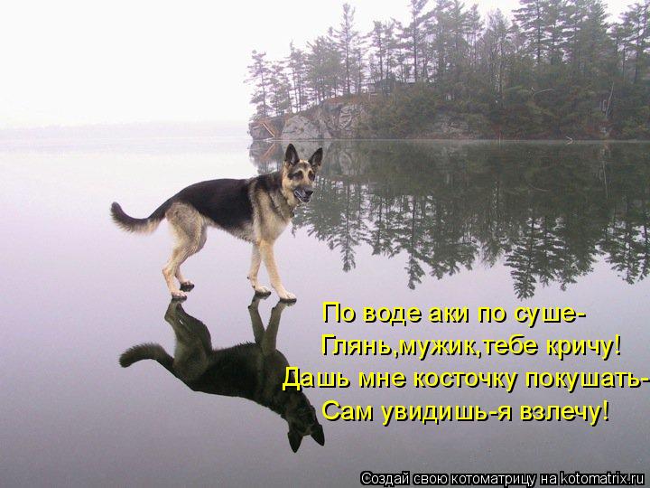 Котоматрица: По воде аки по суше- Глянь,мужик,тебе кричу! Дашь мне косточку покушать- Сам увидишь-я взлечу!