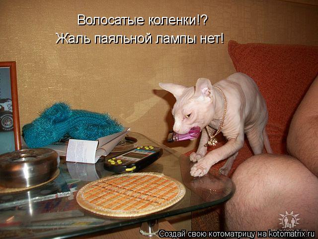 Волосатые коленки!? Жаль паяльной лампы нет!... Котоматрица: Волосатые коленки!? Жаль паяльной лампы нет!