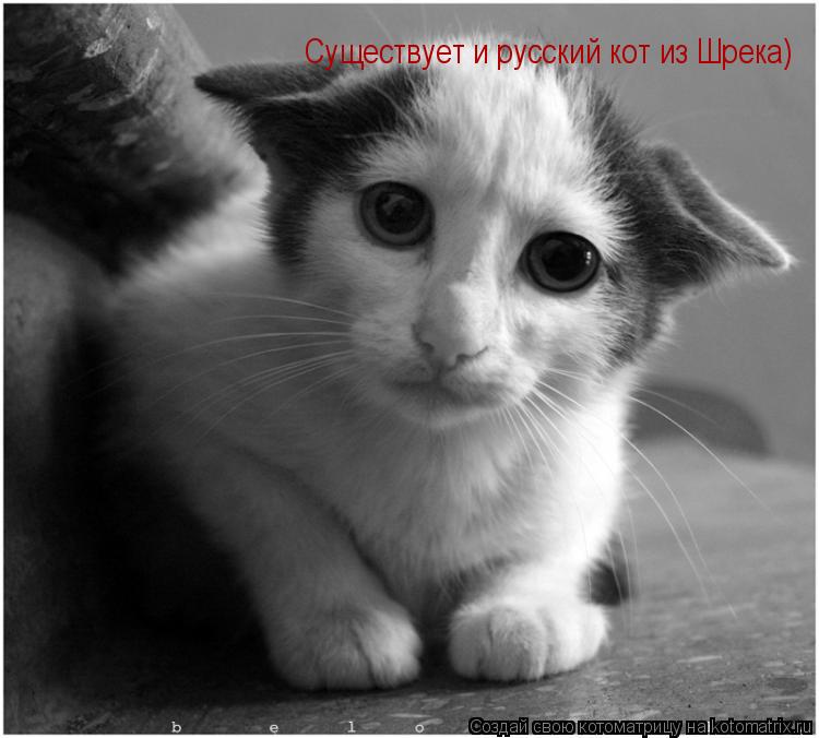 Котоматрица: Существует и русский кот из Шрека)