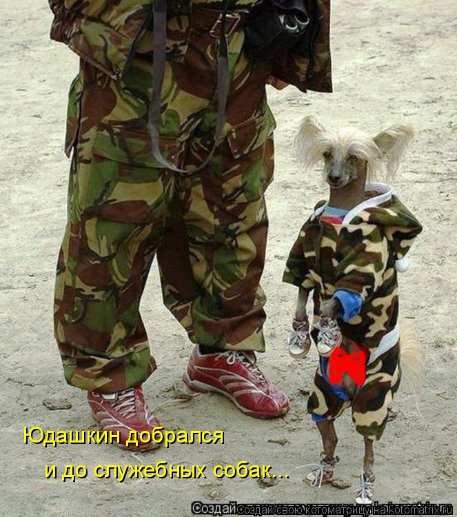 Котоматрица: Юдашкин добрался  и до служебных собак...