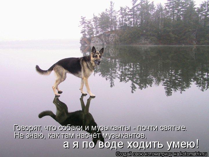 Котоматрица: Говорят, что собаки и музыканты - почти святые. Не знаю, как там насчёт музыкантов, а я по воде ходить умею!