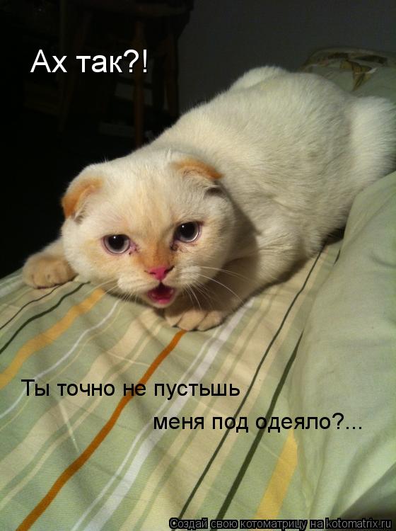 Котоматрица: Ах так?! Ты точно не пустьшь  меня под одеяло?...