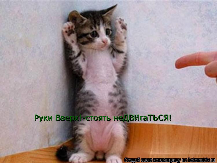 Котоматрица: Руки Вверх!-стоять неДВИгаТЬСЯ!