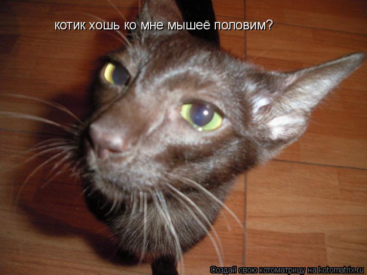 Котоматрица: котик хошь ко мне мышеё половим?