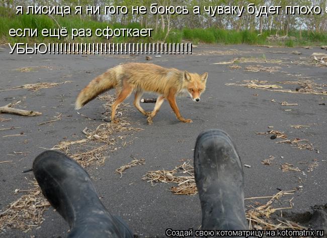Котоматрица: если ещё раз сфоткает УБЬЮ!!!!!!!!!!!!!!!!!!!!!!!!!!!!!!!!!!!! я лисица я ни гого не боюсь а чуваку будет плохо если ещё раз сфоткает