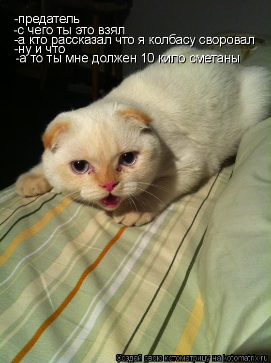 Котоматрица: -предатель  -с чего ты это взял -а кто рассказал что я колбасу своровал -ну и что -а то ты мне должен 10 кило сметаны