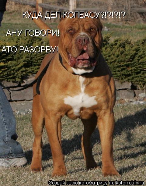 Котоматрица: КУДА ДЕЛ КОЛБАСУ?!?!?!? АНУ ГОВОРИ! АТО РАЗОРВУ!