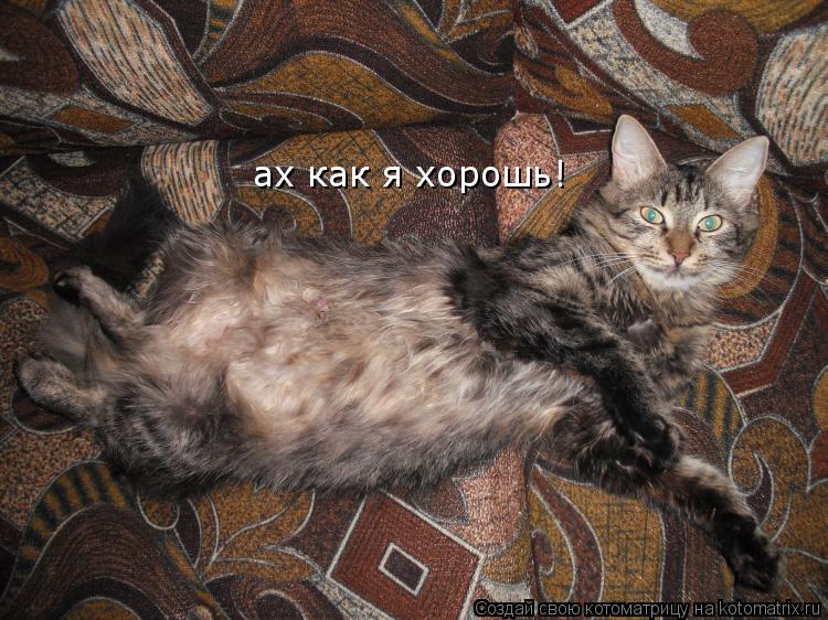 Котоматрица: ах как я хорошь!