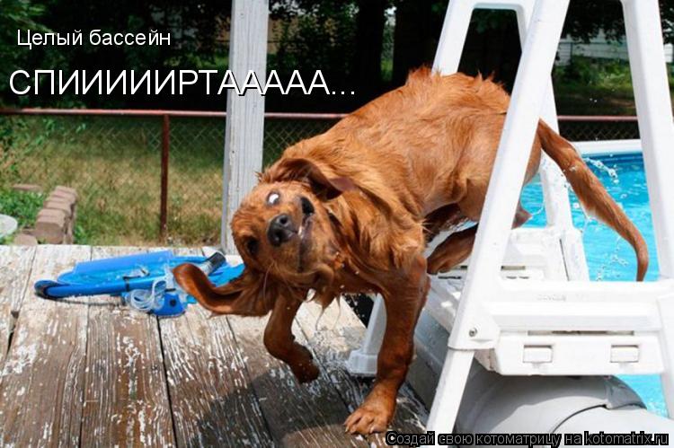 Котоматрица: Целый бассейн СПИИИИИРТААААА...