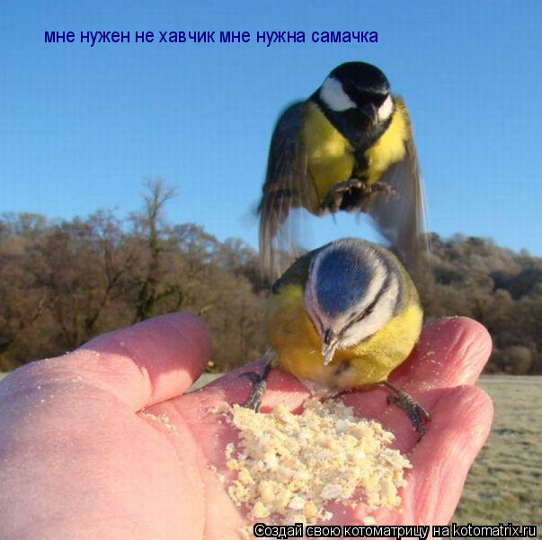 Котоматрица: мне нужен не хавчик мне нужна самачка