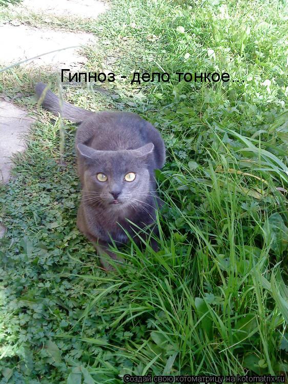 Котоматрица: Гипноз - дело тонкое...