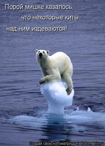 Котоматрица: Порой мишке казалось, что некоторые киты над ним издеваются!