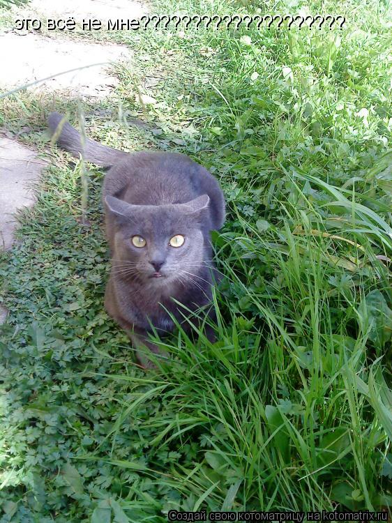Котоматрица: это всё не мне????????????????????