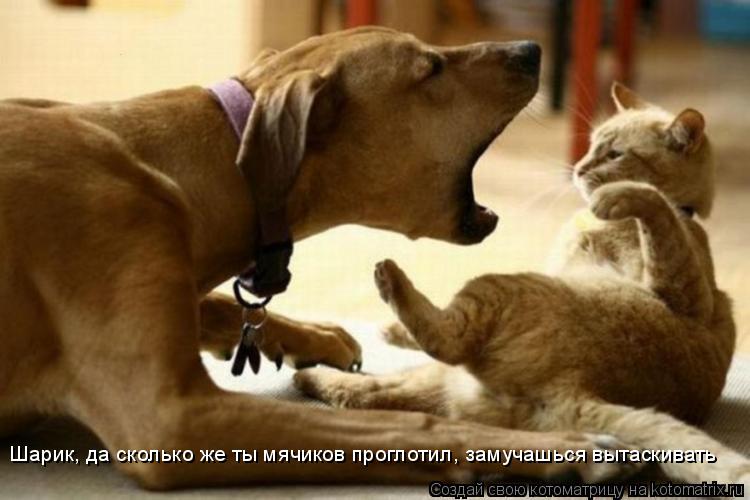 Котоматрица: Шарик, да сколько же ты мячиков проглотил, замучашься вытаскивать